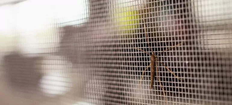 Repair Mosquito Mesh For Windows in San Leandro, CA